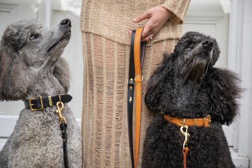 Luxury leather padded dog collars