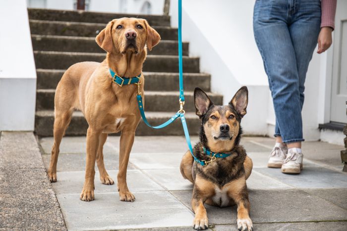 All Weather, Biothane dog collars