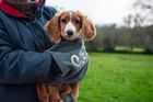 Muddy Dog Towel