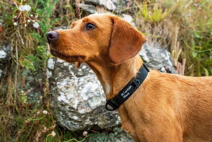 Extra Tough Dog Collars