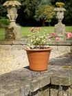 Yorkshire Flowerpots Small Harrogate Pot