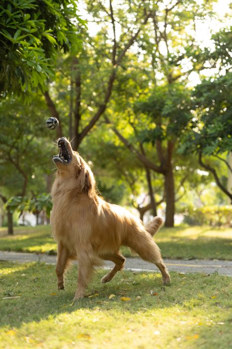 Indestructible Dog Balls