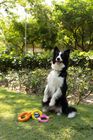 Rubber Ring Dog Toys