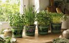 Speedy Seed Easy Grow Herb Pots