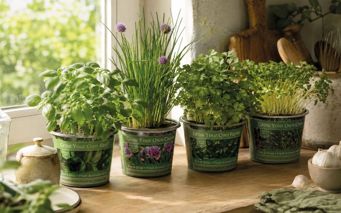 Speedy Seed Easy Grow Herb Pots