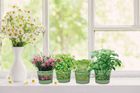 Speedy Seed Easy Grow Herb Pots