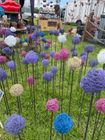 Alliums all year round !