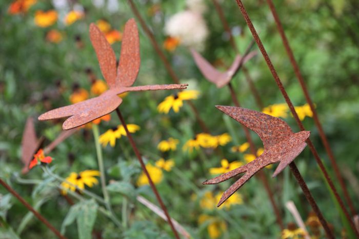 Selection of interesting birds/insects available