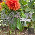 Selection of interesting birds/insects available