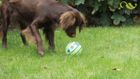 Doggies Ball