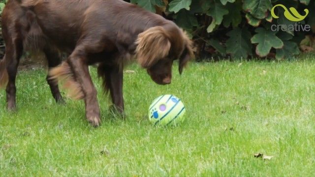 Doggies Ball