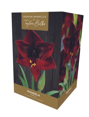 Premium Amaryllis Mandela