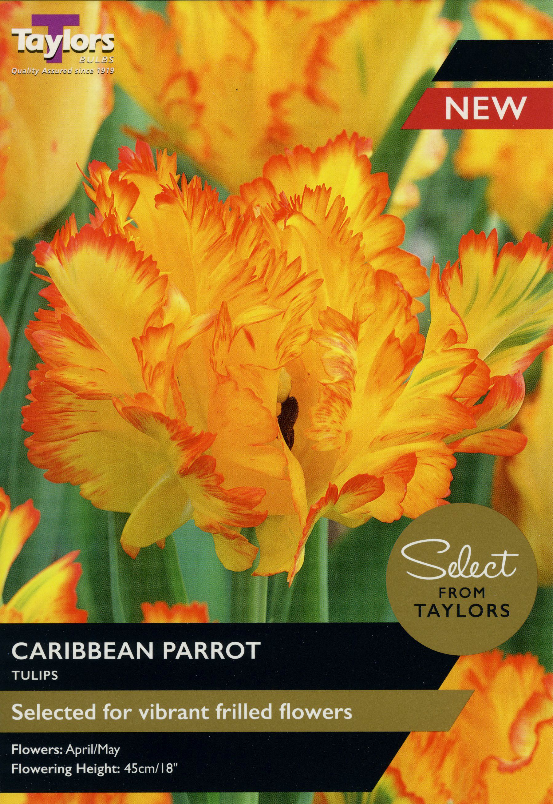 Caribbean Parrot Tulips