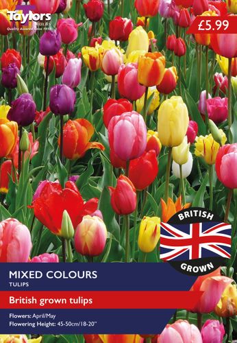 British Grown Mixed Tulips