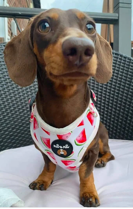 Dog Watermelon Harness