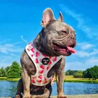 Dog Watermelon Harness