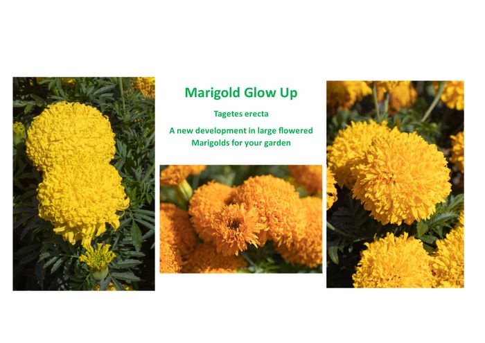 Marigold Glow Up