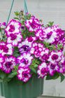 Petunia Nicola