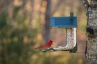 FeatherSnap Seed Feeder