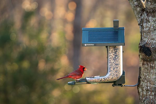 FeatherSnap Seed Feeder