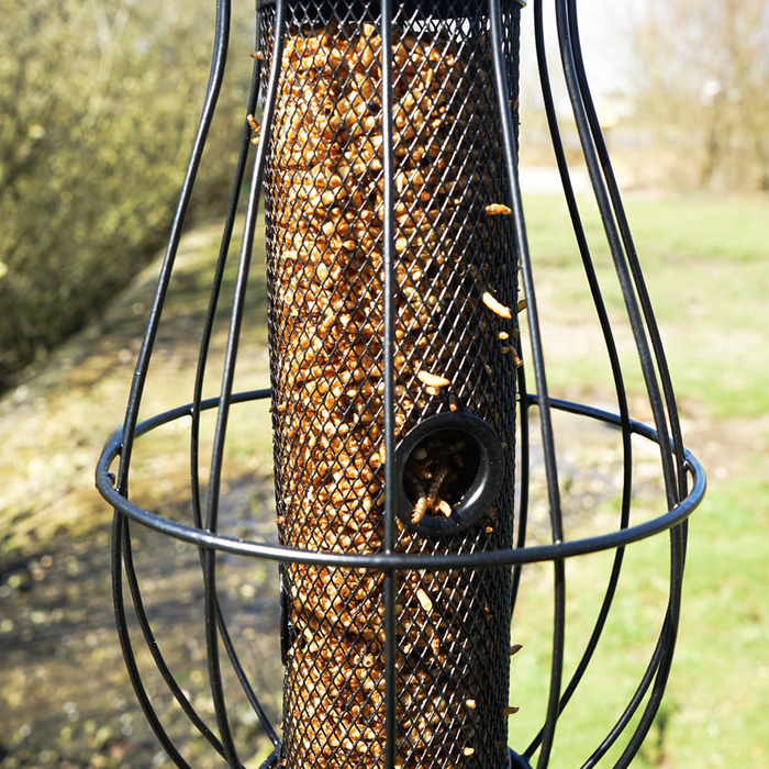 Mealworm (400g)