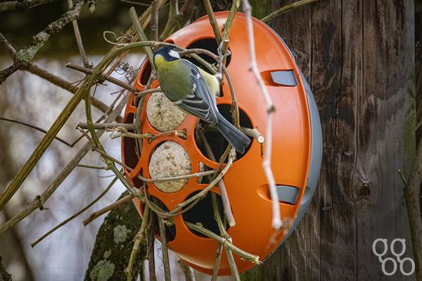 Trellis Pod