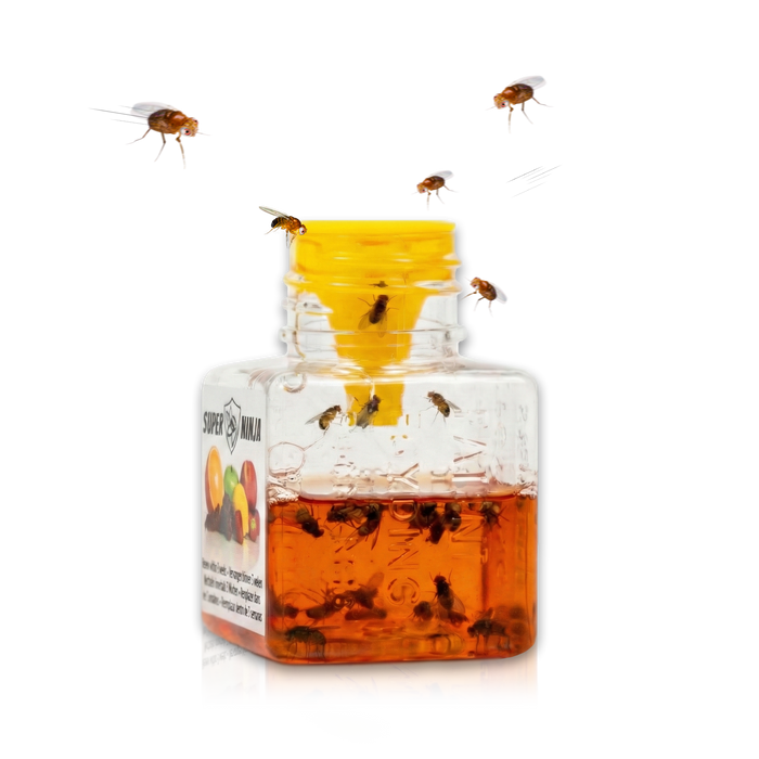 Fruit Fly Traps