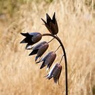 Recycled Metal Bluebell Garden Stake