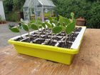 Bustaseed Tip Out Propagation Kit - Reusable & Durable 35 Cell Planting Tray