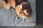 The Breton Dog Bed