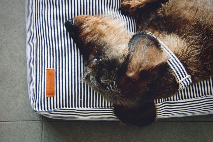 The Breton Dog Bed