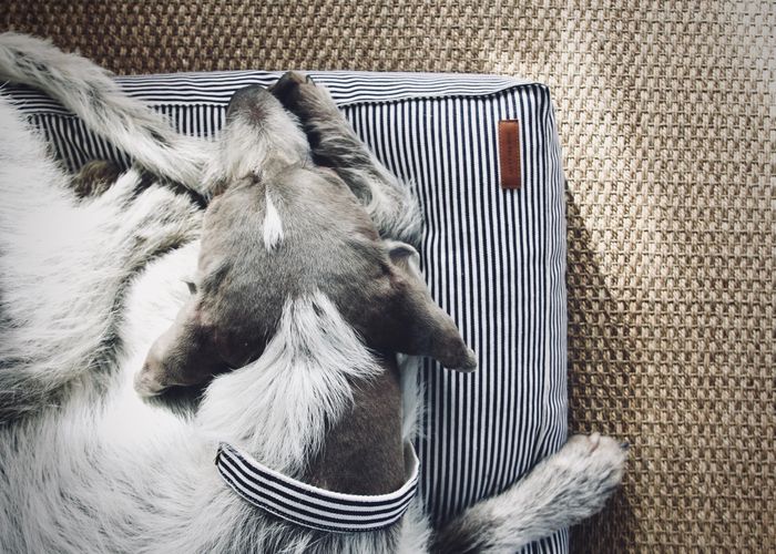 The Breton Dog Bed