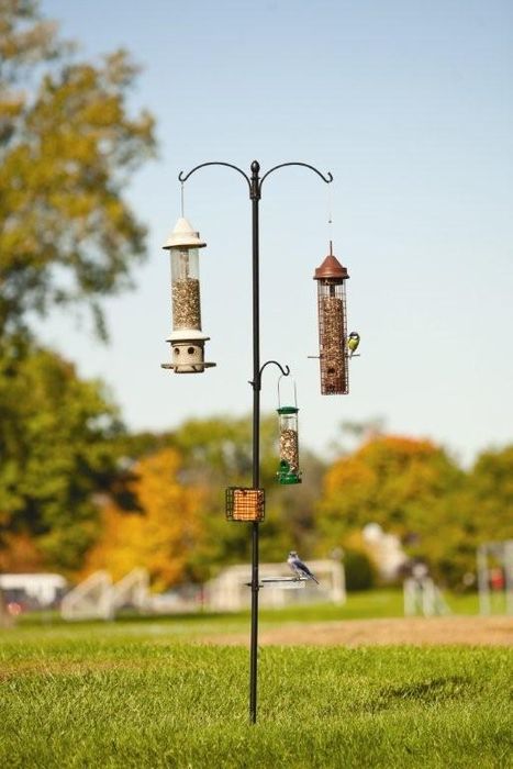 Birding