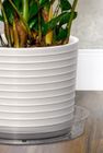 Plant Saucers and Surface Protectors