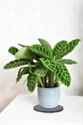 Plant Saucers and Surface Protectors