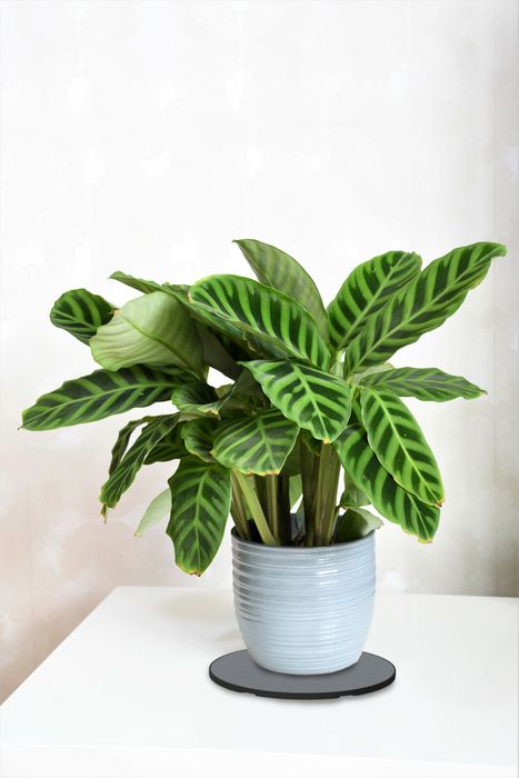 Plant Saucers and Surface Protectors