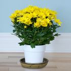 Plant Saucers and Surface Protectors