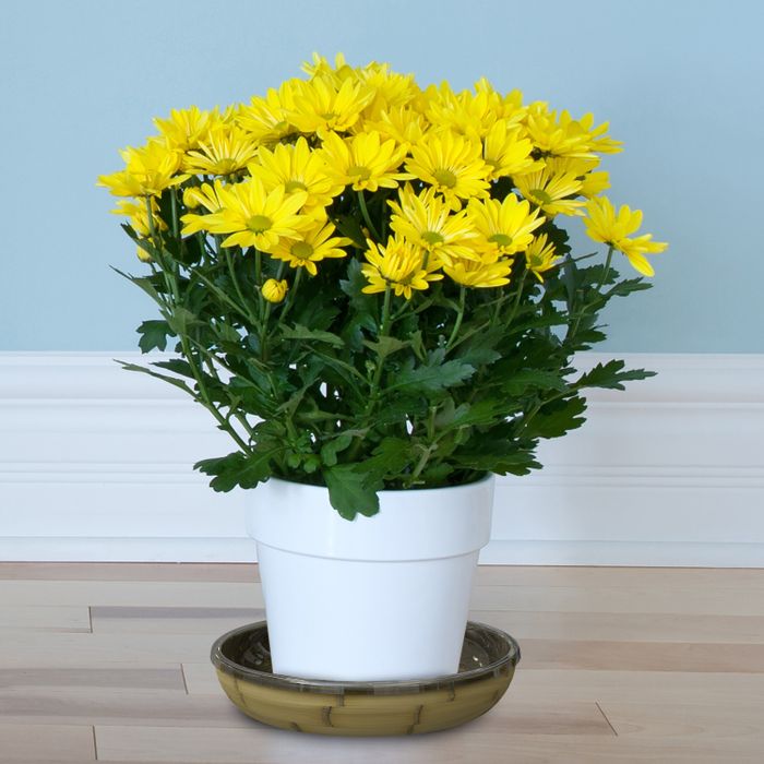 Plant Saucers and Surface Protectors