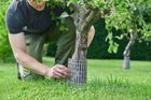 Tree Trunk Guard