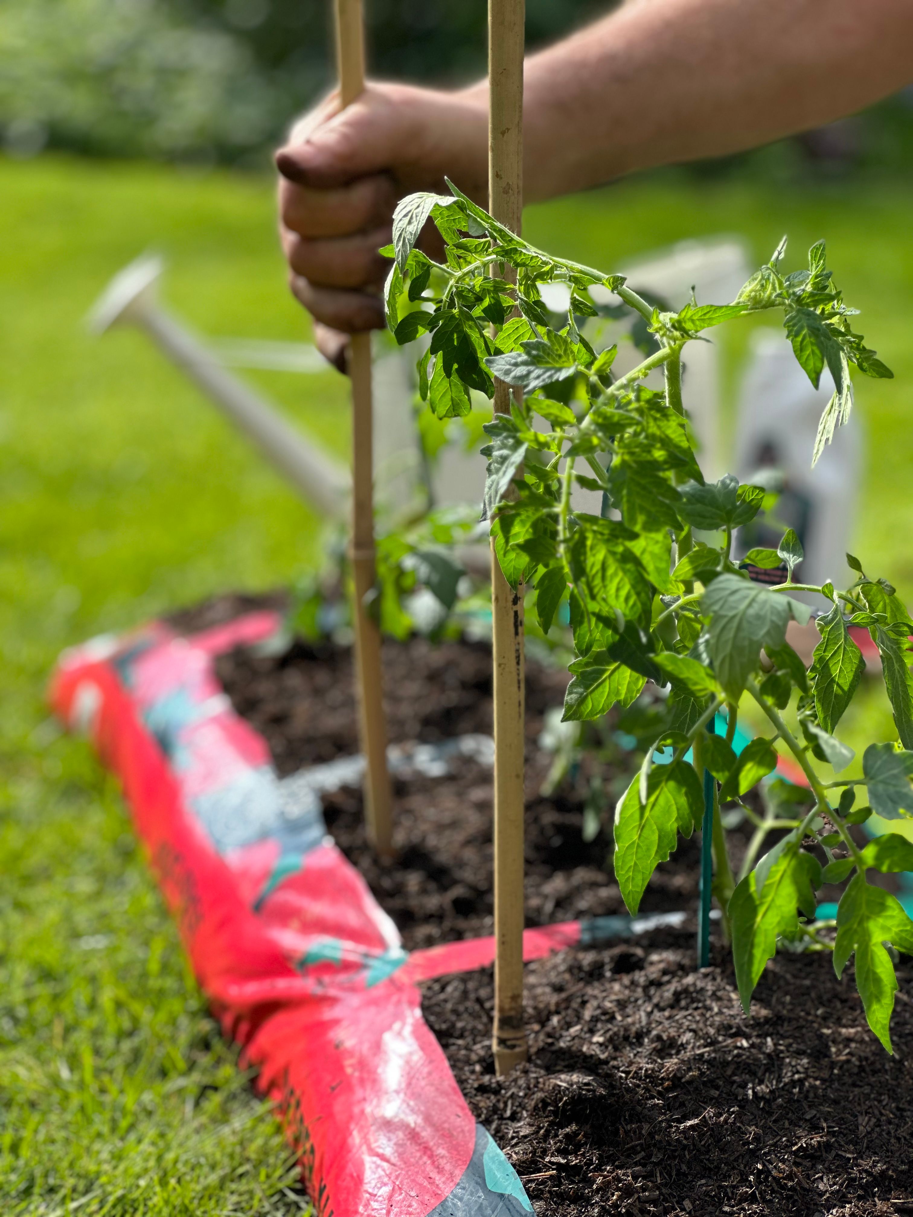 Tomato & Veg Planter 60L