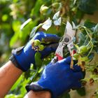 ARS VS-8XZ Professional Bypass Secateurs