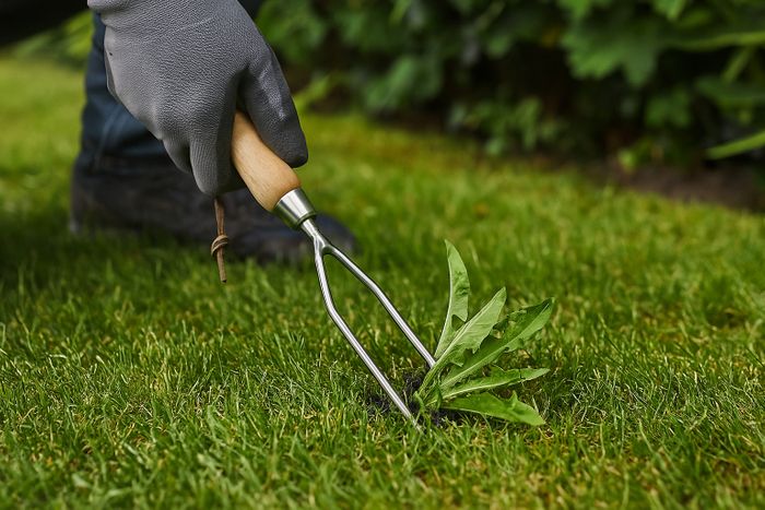 Stainless Steel 2 Prong Weed Fork