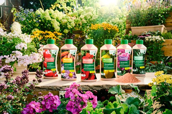 Plantiful Mixed Display