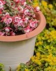 Smith & Jennings Flared Planter in Cream