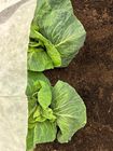 BioFleece 30® Plastic-FREE / Biodegradable frost fleece
