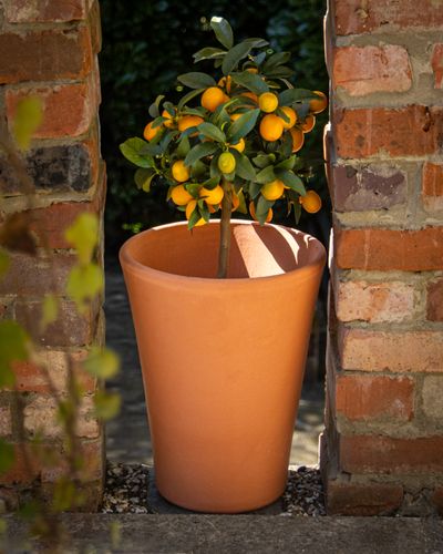 Cawthorne Pottery Longtoms
