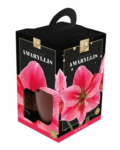 Amaryllis DIY Kit in Giftbox