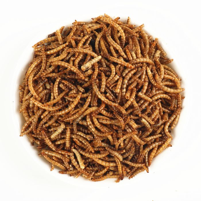 DRIED MEALWORMS