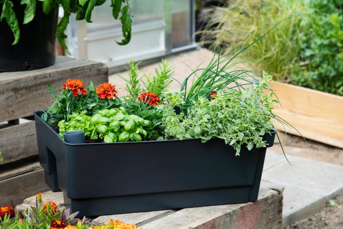 Biolan Planter