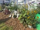 Eco Ramial Chipped Willow Mulch